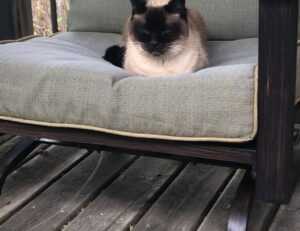 what software do most interior designers use kdadesignology