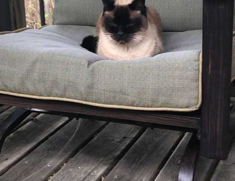 what software do most interior designers use kdadesignology