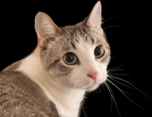 which improvements increase home value mintpalhouse