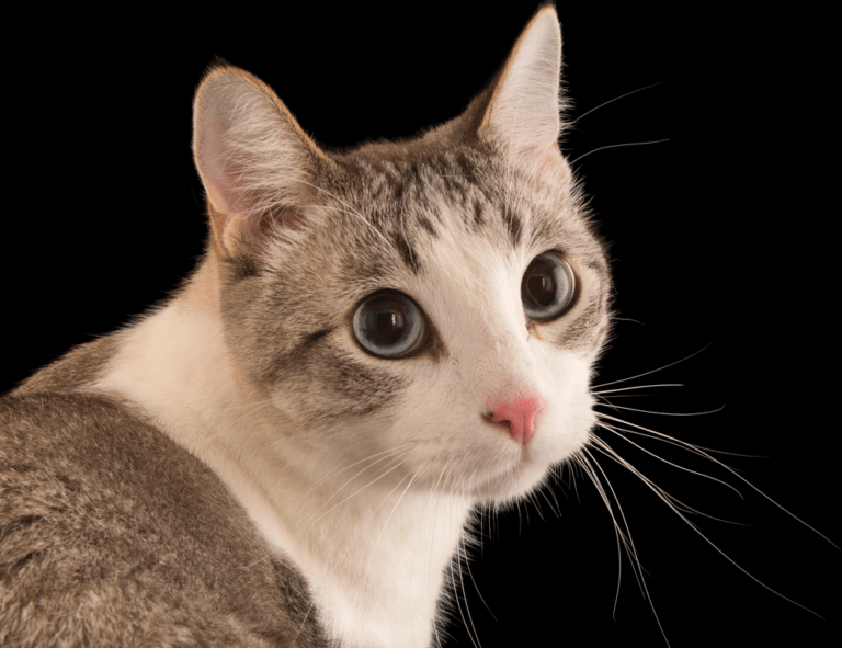 which improvements increase home value mintpalhouse