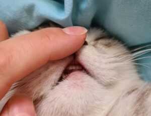 yard decoration kdagardenation