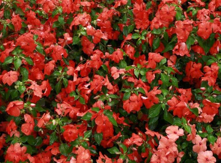 Ideas for Landscaping Kdarchistyle